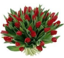 Tulpendrive Heino 21 maart